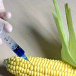 VM: a kormány mindent megtesz a 1507-es génmódosított kukorica termesztése ellen